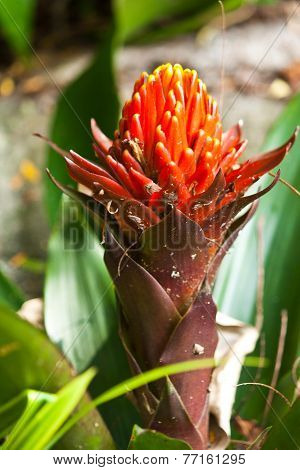 The Bromeliads Ornamental Plant