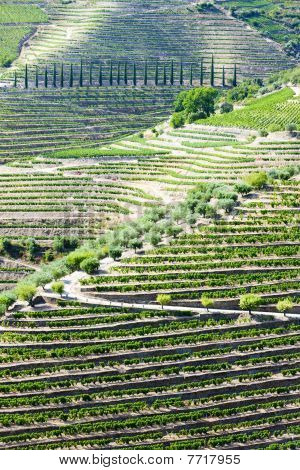 Vineyars i Douro dalen i nord Portugal