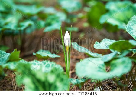 Crocus Flowers.