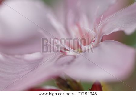 Oleander