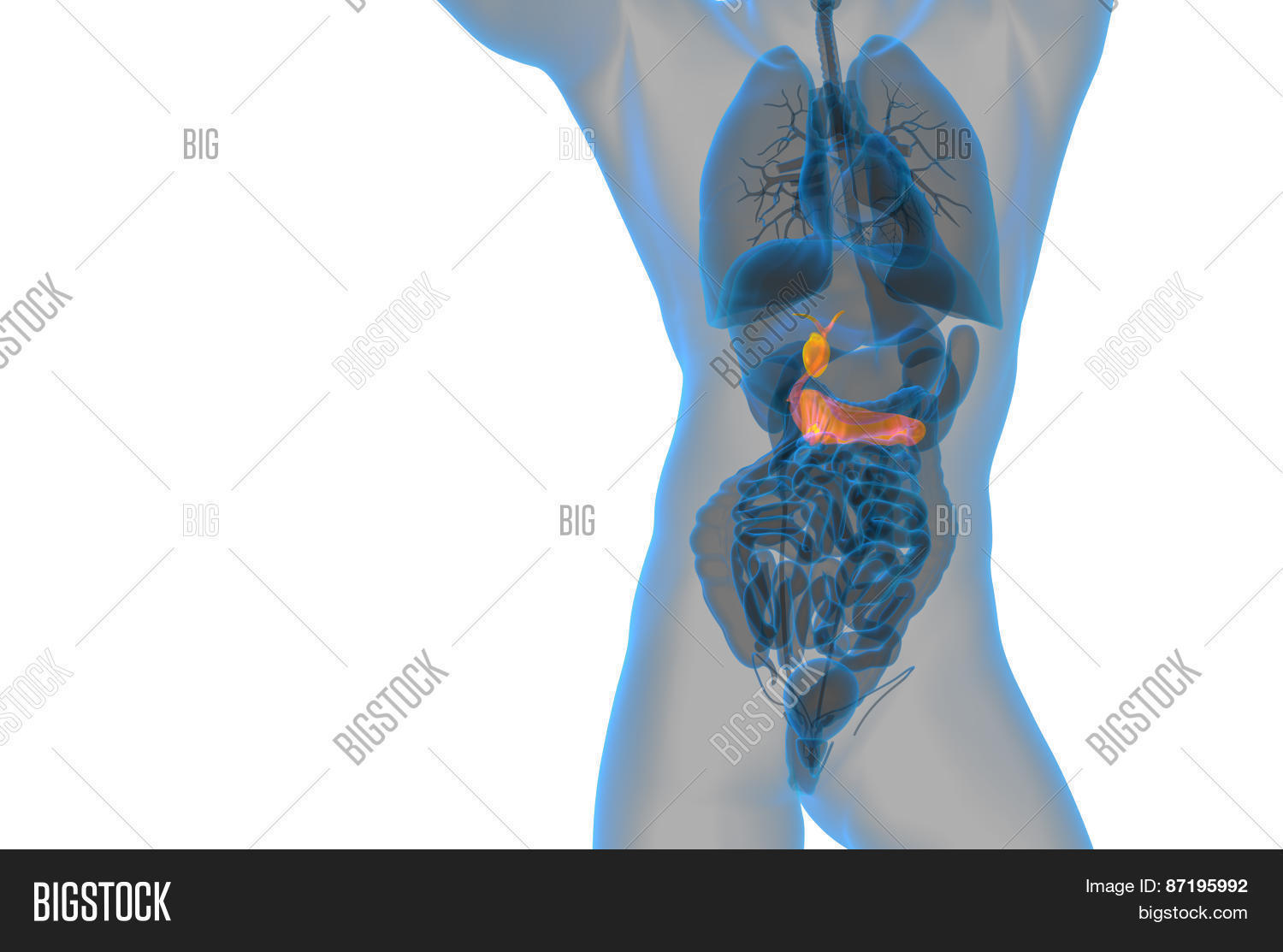 3D Render Medical Image & Photo (Free Trial) | Bigstock