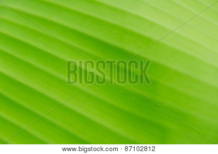 Banana Leaf