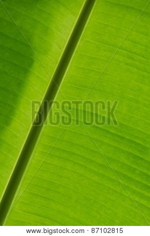Banana Leaf