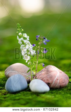 Colorful Of Flower-02
