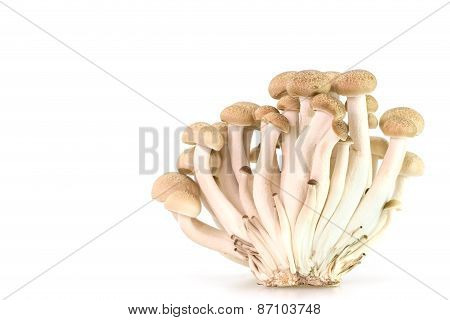 Brown Beech Mushrooms Or Shimeji Mushrooms
