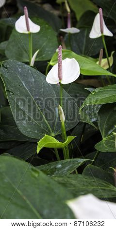 spadix