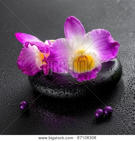 Spa Concept Of Purple Orchid Dendrobium With Dew And Pearl Beads On Black Zen Stone, Closeup