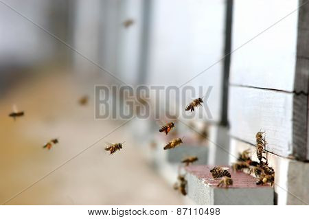Honey Bees