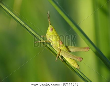 Small gold grasshopper (Euthystira brachyptera)
