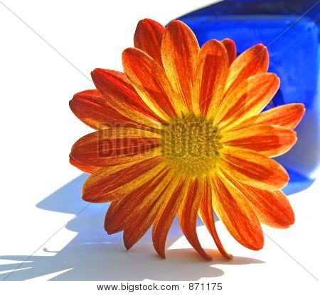 햇볕에 쬐 인 엄마 승/Colbalt 블루 병
