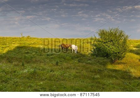 Sunny Blue Sky, Meadow And A Hills Near The Sinemorets