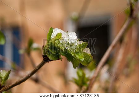 Leaves