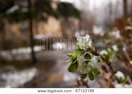 Leaves