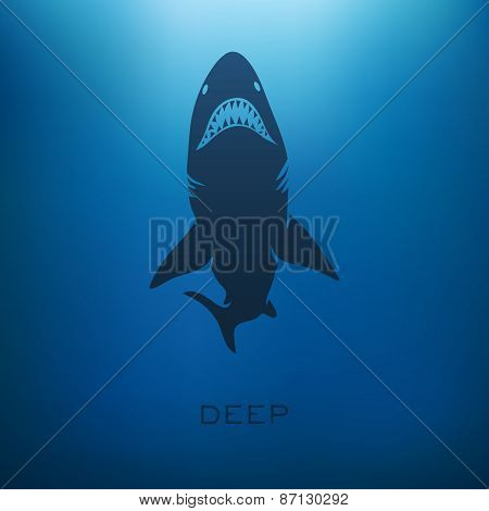Shark concept