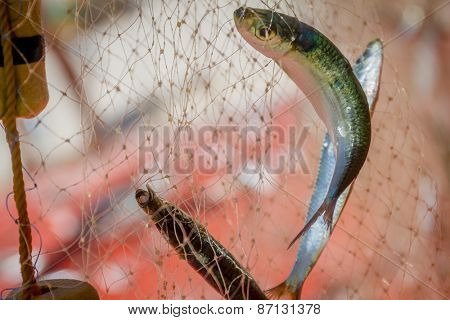 fishing net with fish on natural background