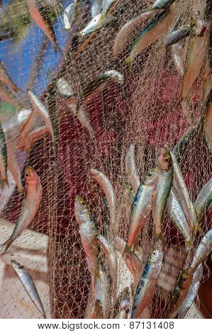 fishing net with fish on natural background