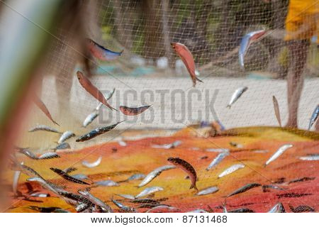 fishing net with fish on natural background