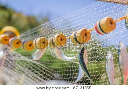 fishing net with fish on natural background