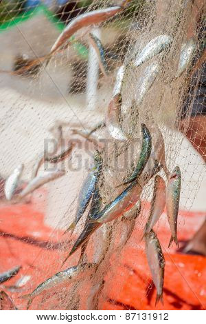 fishing net with fish on natural background