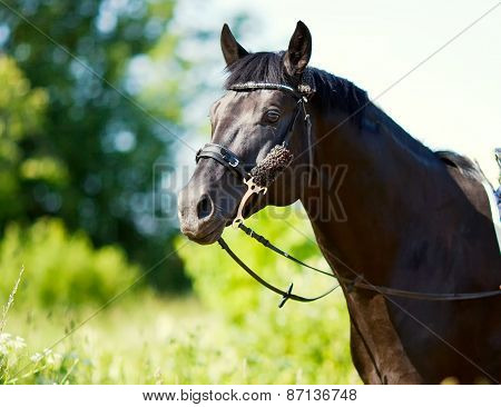 Portrait Of A Black Horse Close-up On A Background Of Grass