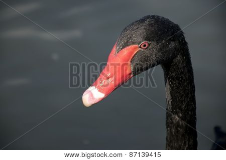 Black Swan