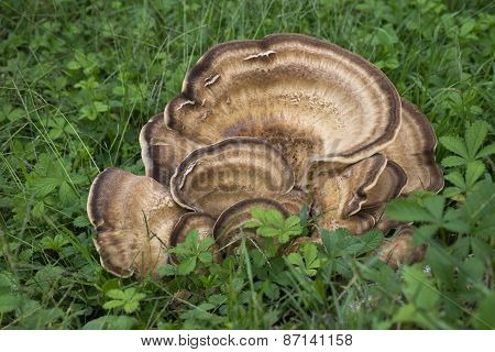 Mushroom