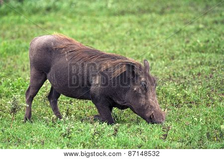 Grazing Warthog