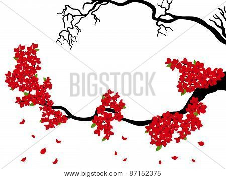 Blooming and dried Sakura branches