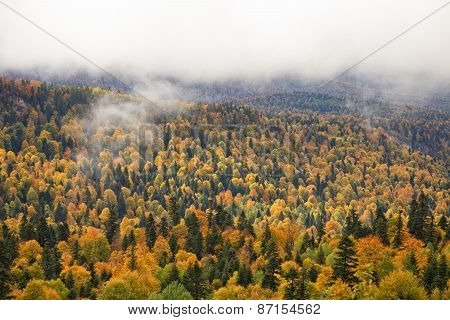 Fall