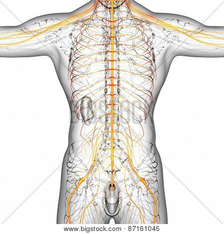 3D Render Medical Illustration Of The Nerve System