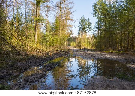 Footpath through a pine forest in spring