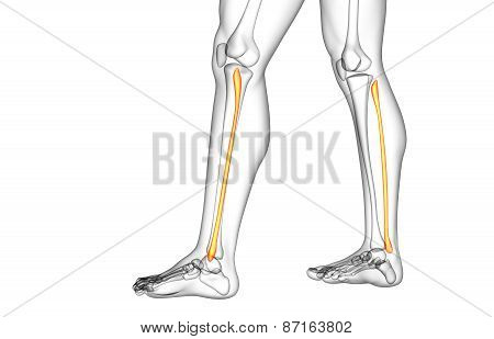 3D Rendered Illustration Of The Fibula Bone