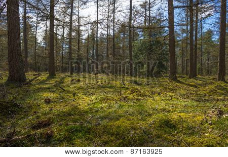 Moss in sunlight in a pine forest