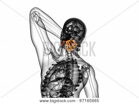 3D Render Medical Illustration Of The Metacarpal Bone