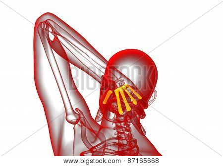 3D Render Medical Illustration Of The Metacarpal Bone