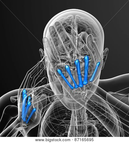 3D Render Medical Illustration Of The Metacarpal Bone