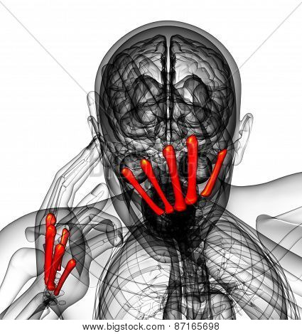 3D Render Medical Illustration Of The Metacarpal Bone