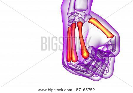 3D Render Medical Illustration Of The Metacarpal Bone