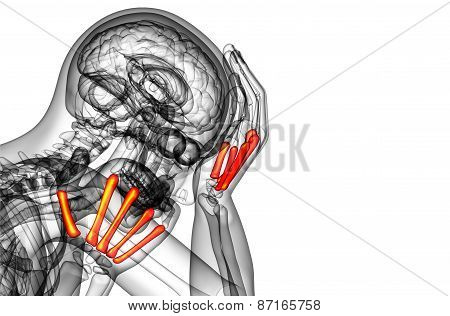 3D Render Medical Illustration Of The Metacarpal Bone
