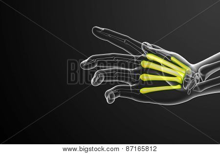 3D Render Medical Illustration Of The Metacarpal Bone