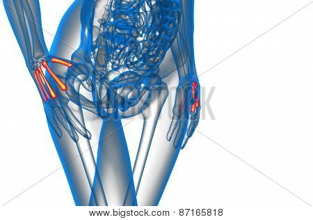 3D Render Medical Illustration Of The Metacarpal Bone