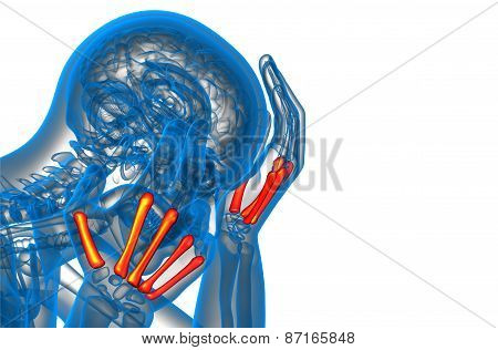 3D Render Medical Illustration Of The Metacarpal Bone