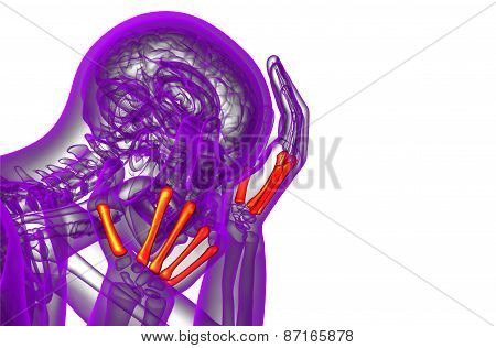 3D Render Medical Illustration Of The Metacarpal Bone
