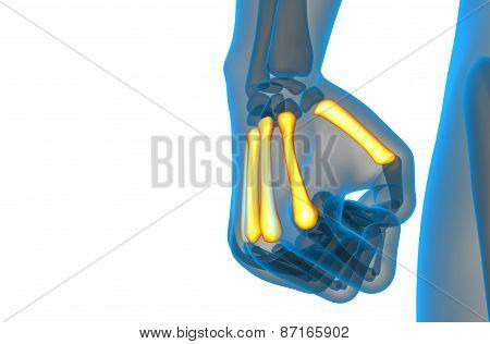 3D Render Medical Illustration Of The Metacarpal Bone