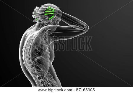 3D Render Medical Illustration Of The Metacarpal Bone