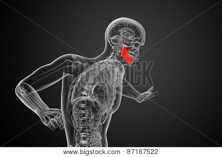 3D Rendered Illustration - Jaw Bone