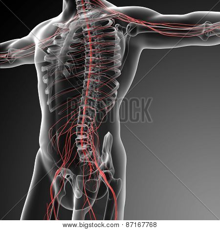 3D Rendered Illustration Of The Male Nervous System