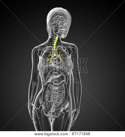 3D Medical Illustration Of The Male Bronchi