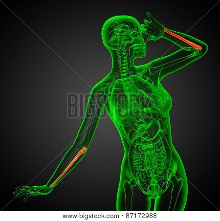 3D Render Medical Illustration Of The Ulna Bone