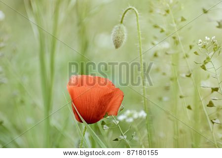 Poppy
